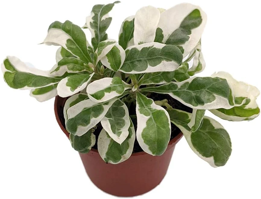 White Carpet St. Joseph's Coat Plant - Alternanthera Ficoidea - 2.5" Pot Live Plant - Image 1