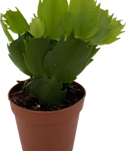 White Christmas Cactus Live Plant – Zygocactus – 2 inch Pot – Indoor - Image 2