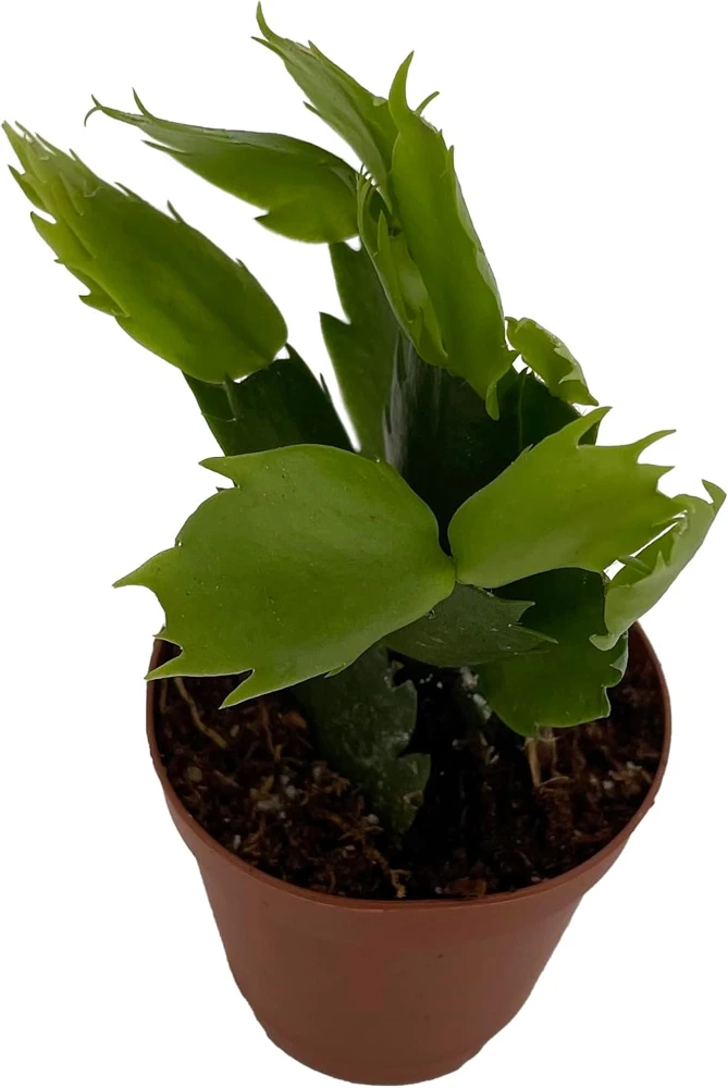 White Christmas Cactus Live Plant – Zygocactus – 2 inch Pot – Indoor - Image 3