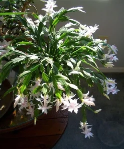 White Christmas Cactus Live Plant – Zygocactus – 2 inch Pot – Indoor - Image 4