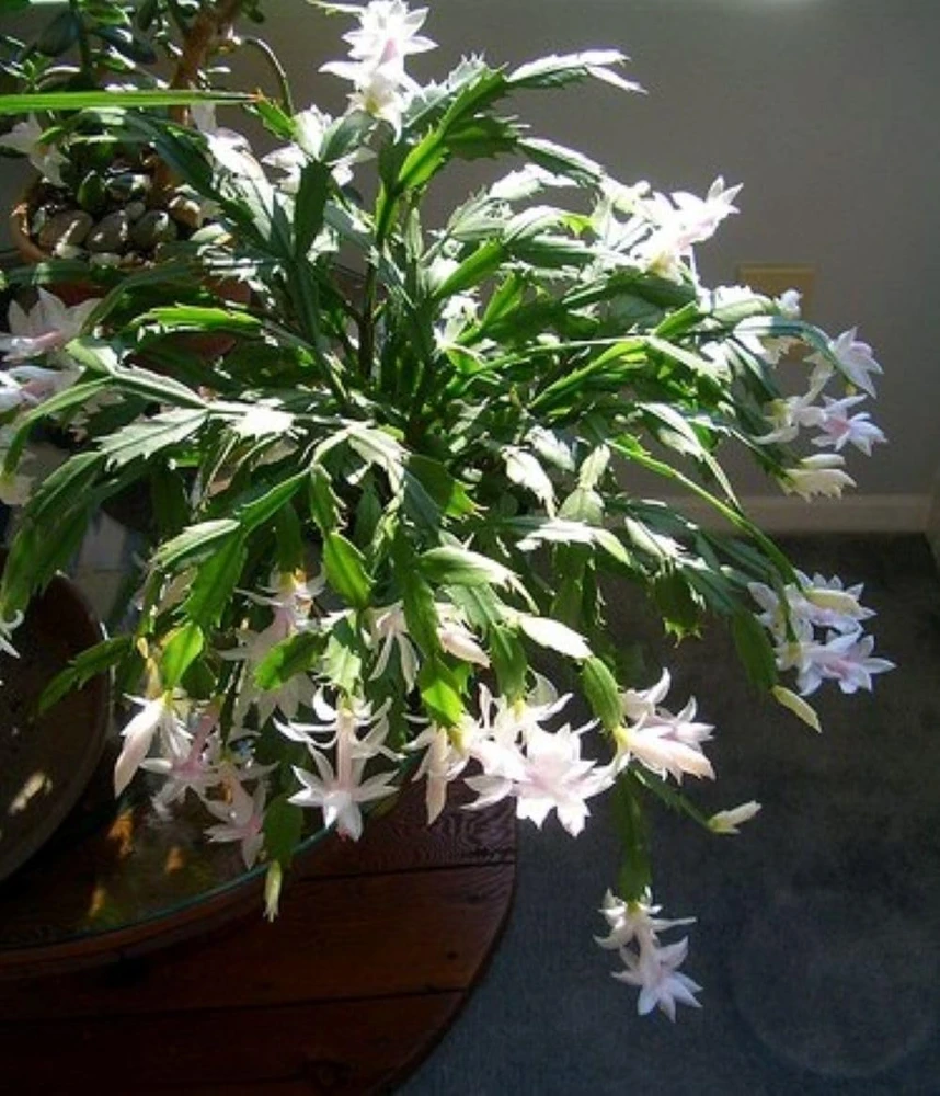 White Christmas Cactus Live Plant – Zygocactus – 2 inch Pot – Indoor - Image 4