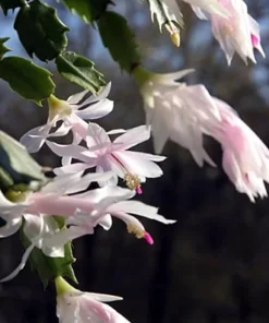 White Christmas Cactus Live Plant – Zygocactus – 2 inch Pot – Indoor - Image 5