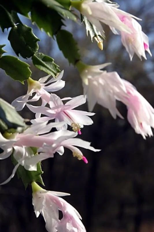 White Christmas Cactus Live Plant – Zygocactus – 2 inch Pot – Indoor - Image 5
