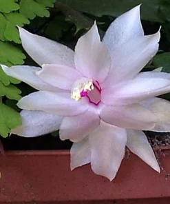 White Christmas Cactus Live Plant – Zygocactus – 2 inch Pot – Indoor - Image 6