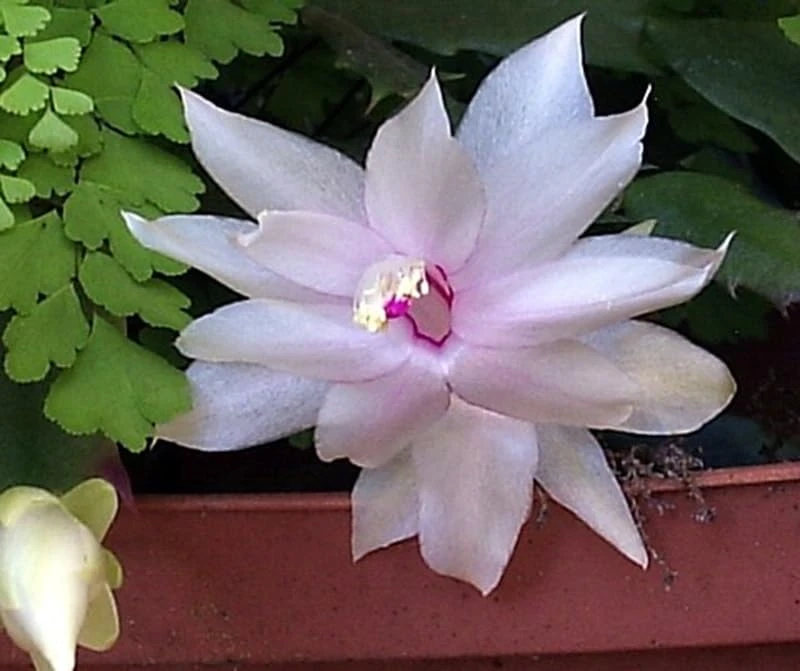 White Christmas Cactus Live Plant – Zygocactus – 2 inch Pot – Indoor - Image 6
