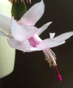White Christmas Cactus Live Plant – Zygocactus – 2 inch Pot – Indoor - Image 1