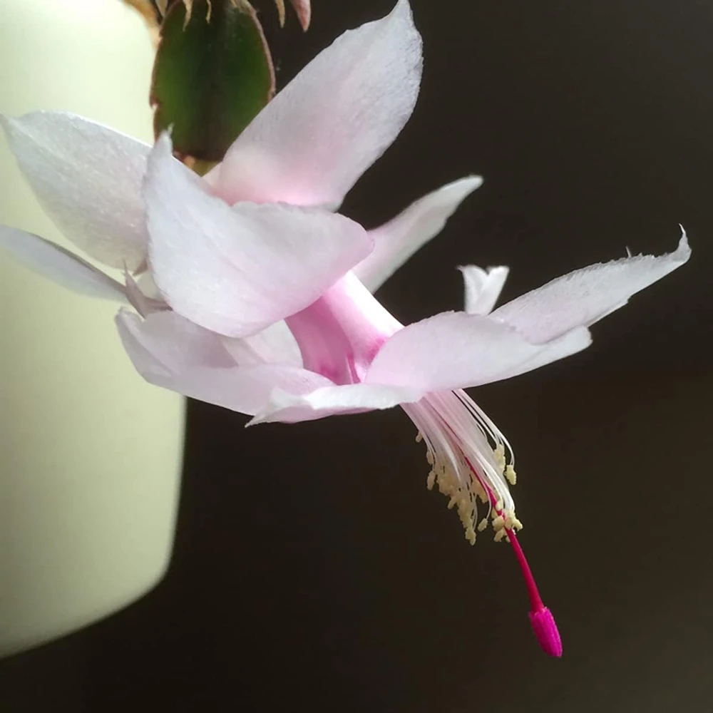White Christmas Cactus Live Plant – Zygocactus – 2 inch Pot – Indoor - Image 1
