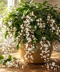 White Clerodendrum Wallichii Live Plant, Tropical Shrub, 4-6 Inch Tall, Indoor/Outdoor - Image 3