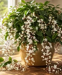 White Clerodendrum Wallichii Live Plant, Tropical Shrub, 4-6 Inch Tall, Indoor/Outdoor - Image 5