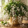 White Clerodendrum Wallichii Live Plant, Tropical Shrub, 4-6 Inch Tall, Indoor/Outdoor - Image 1