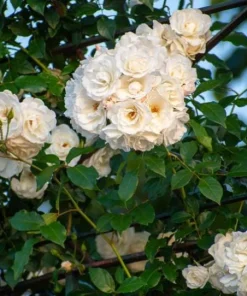 White Climbing Rose Live Plant – 6 inch Pot – Fragrant Flowering Vine – Outdoor - Image 2