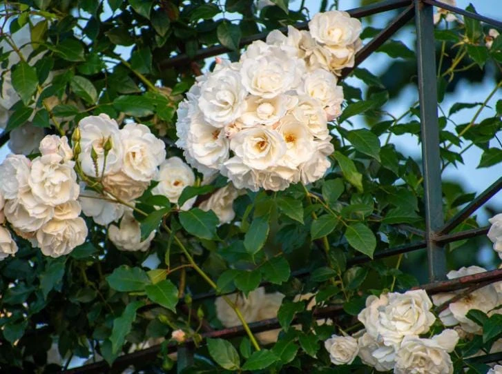 White Climbing Rose Live Plant – 6 inch Pot – Fragrant Flowering Vine – Outdoor - Image 2