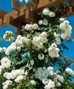 White Climbing Rose Live Plant – 6 inch Pot – Fragrant Flowering Vine – Outdoor - Image 3