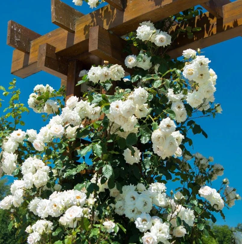 White Climbing Rose Live Plant – 6 inch Pot – Fragrant Flowering Vine – Outdoor - Image 3