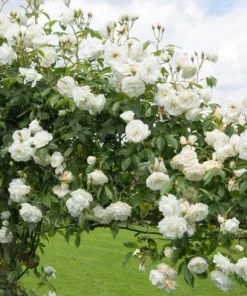 White Climbing Rose Live Plant – 6 inch Pot – Fragrant Flowering Vine – Outdoor - Image 4