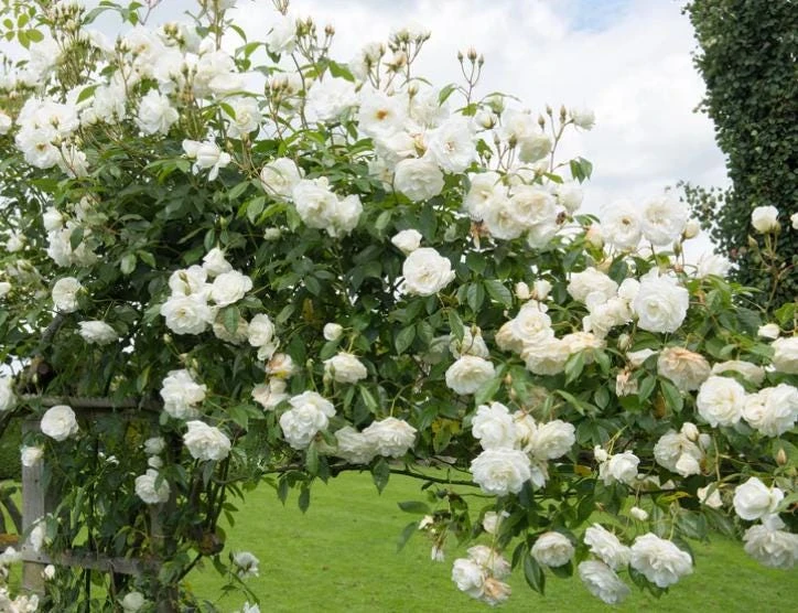 White Climbing Rose Live Plant – 6 inch Pot – Fragrant Flowering Vine – Outdoor - Image 4