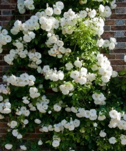 White Climbing Rose Live Plant – 6 inch Pot – Fragrant Flowering Vine – Outdoor - Image 6
