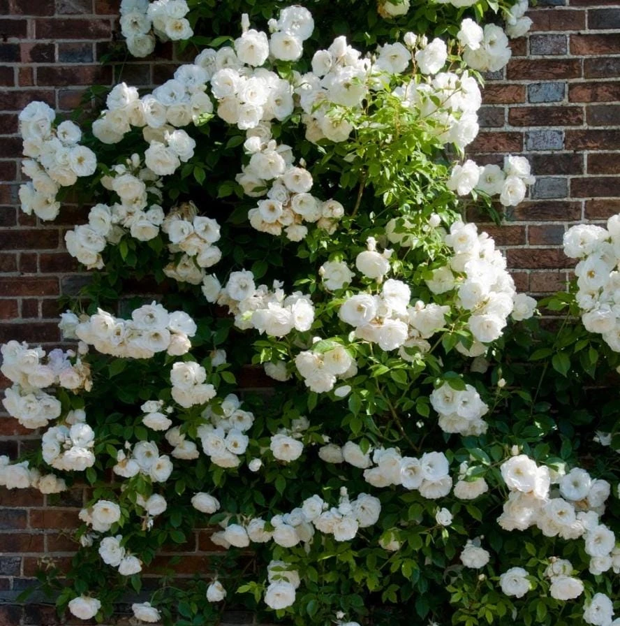 White Climbing Rose Live Plant – 6 inch Pot – Fragrant Flowering Vine – Outdoor - Image 6