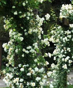 White Climbing Rose Live Plant – 6 inch Pot – Fragrant Flowering Vine – Outdoor - Image 7