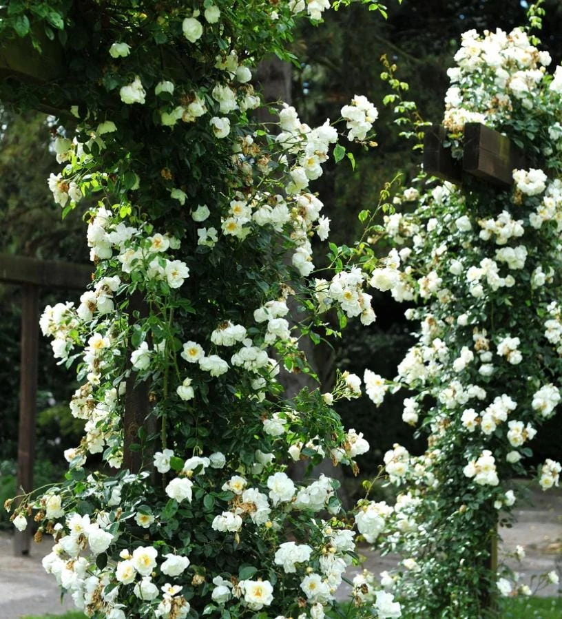 White Climbing Rose Live Plant – 6 inch Pot – Fragrant Flowering Vine – Outdoor - Image 7
