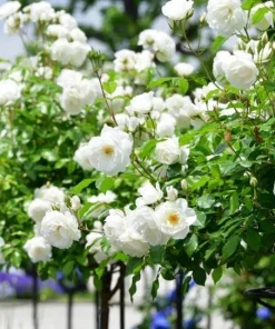 White Climbing Rose Live Plant – 6 inch Pot – Fragrant Flowering Vine – Outdoor - Image 8