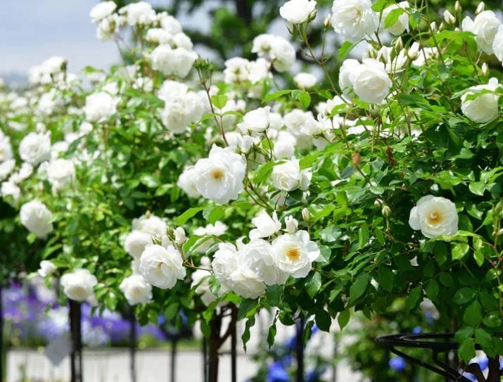 White Climbing Rose Live Plant – 6 inch Pot – Fragrant Flowering Vine – Outdoor - Image 8