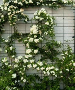 White Climbing Rose Live Plant – 6 inch Pot – Fragrant Flowering Vine – Outdoor - Image 9