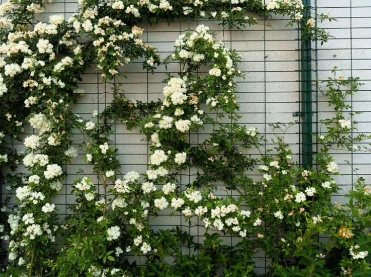 White Climbing Rose Live Plant – 6 inch Pot – Fragrant Flowering Vine – Outdoor - Image 9