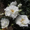 White Climbing Rose Live Plant – 6 inch Pot – Fragrant Flowering Vine – Outdoor - Image 1