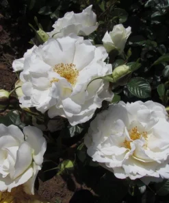 White Climbing Rose Live Plant – 6 inch Pot – Fragrant Flowering Vine – Outdoor - Image 1