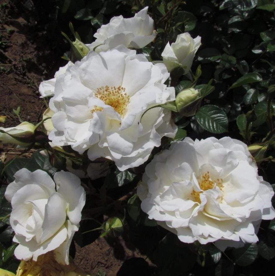 White Climbing Rose Live Plant – 6 inch Pot – Fragrant Flowering Vine – Outdoor - Image 1