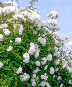 White Climbing Rose Live Plant – Fragrant Climber in Hanging Basket – Outdoor Flowering Rose - Image 2