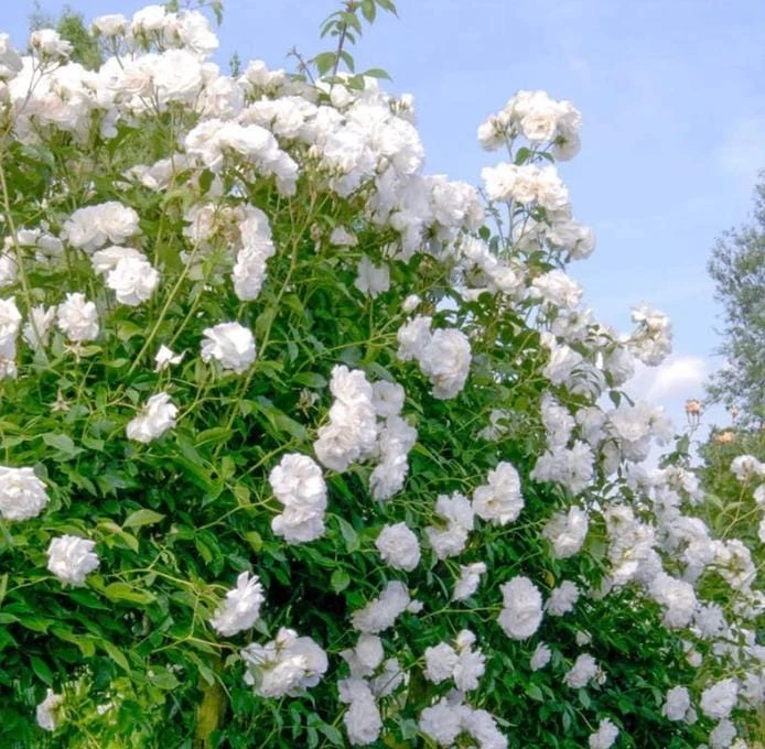 White Climbing Rose Live Plant – Fragrant Climber in Hanging Basket – Outdoor Flowering Rose - Image 2