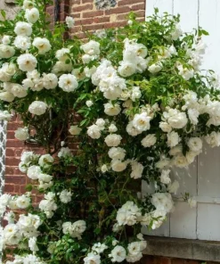 White Climbing Rose Live Plant – Fragrant Climber in Hanging Basket – Outdoor Flowering Rose - Image 3