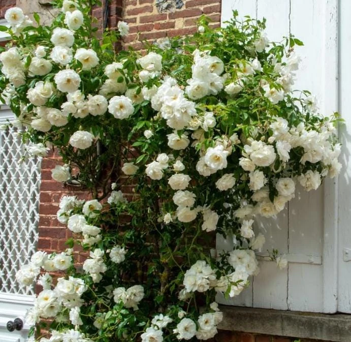 White Climbing Rose Live Plant – Fragrant Climber in Hanging Basket – Outdoor Flowering Rose - Image 3
