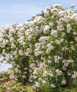 White Climbing Rose Live Plant – Fragrant Climber in Hanging Basket – Outdoor Flowering Rose - Image 5