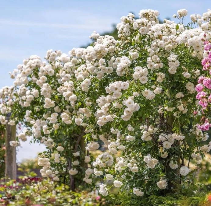 White Climbing Rose Live Plant – Fragrant Climber in Hanging Basket – Outdoor Flowering Rose - Image 5