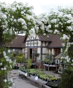 White Climbing Rose Live Plant – Fragrant Climber in Hanging Basket – Outdoor Flowering Rose - Image 6