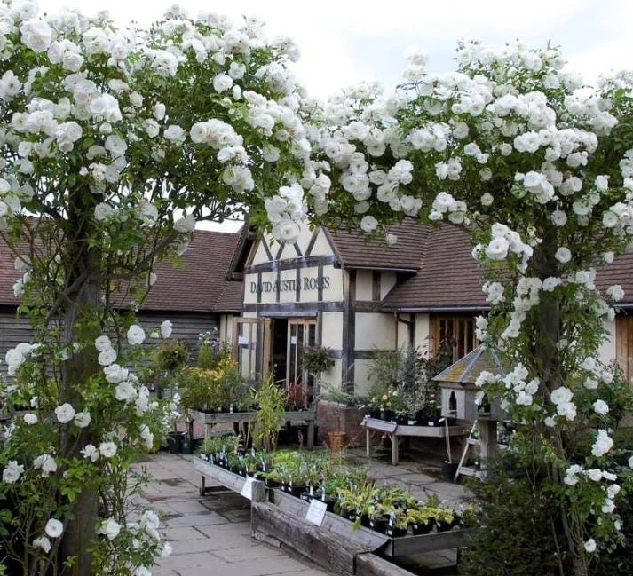 White Climbing Rose Live Plant – Fragrant Climber in Hanging Basket – Outdoor Flowering Rose - Image 6