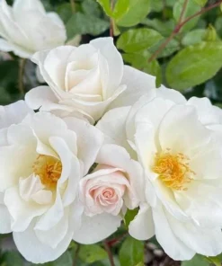 White Climbing Rose Live Plant – Fragrant Climber in Hanging Basket – Outdoor Flowering Rose - Image 1