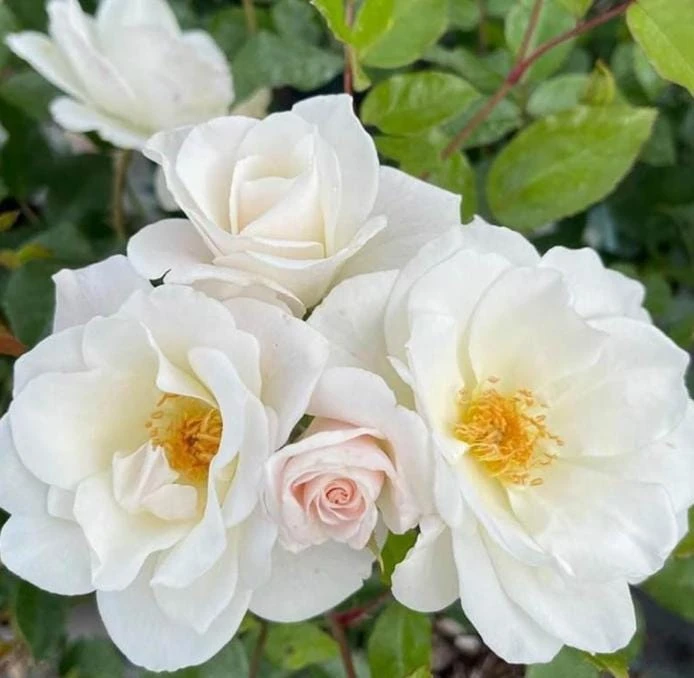 White Climbing Rose Live Plant – Fragrant Climber in Hanging Basket – Outdoor Flowering Rose - Image 1