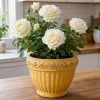 White Climbing Rose Live Plant - Fragrant Perennial Bush, 2-4 Inch Tall - Image 1