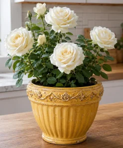 White Climbing Rose Live Plant - Fragrant Perennial Bush, 2-4 Inch Tall - Image 1