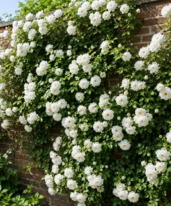 White Climbing Rose Live Plant - Fragrant Perennial Bush, 2-4 Inch Tall - Image 5
