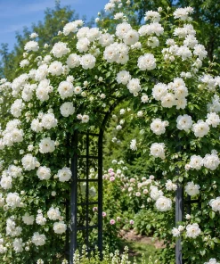White Climbing Rose Live Plant - Fragrant Perennial Bush, 2-4 Inch Tall - Image 7