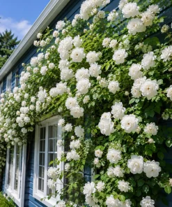 White Climbing Rose Live Plants - Set of 2, Fragrant Perennial, 2-4 Inch Tall - Image 3