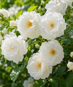 White Climbing Rose Live Plants - Set of 2, Fragrant Perennial, 2-4 Inch Tall - Image 4
