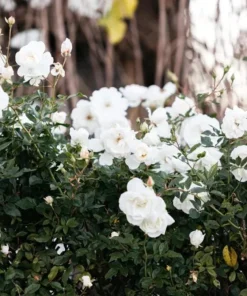 White Climbing Rose Plant – Live Flowering Vine – Fragrant Blooms – 3 inch Pot - Image 2