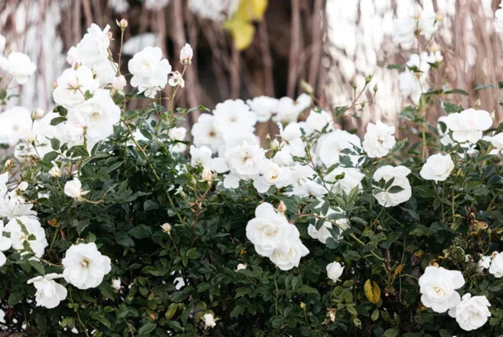 White Climbing Rose Plant – Live Flowering Vine – Fragrant Blooms – 3 inch Pot - Image 2