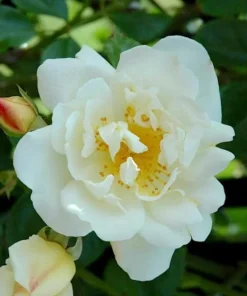 White Climbing Rose Plant – Live Flowering Vine – Fragrant Blooms – 3 inch Pot - Image 3